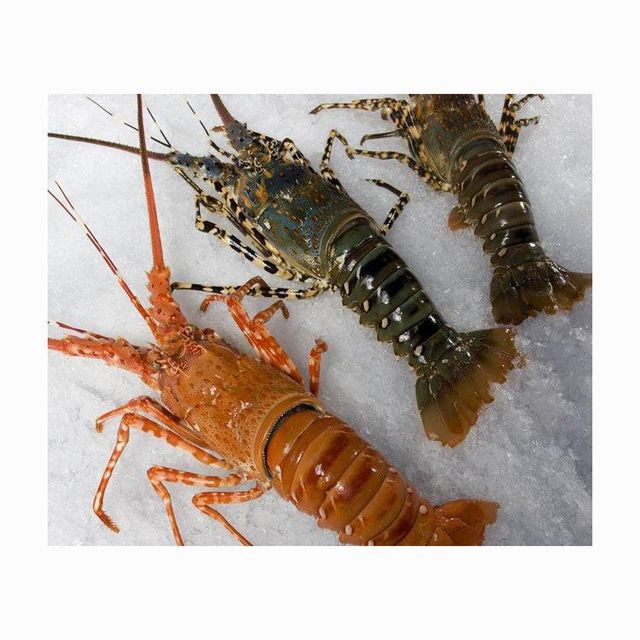 Fresh lobsters available for sale in bulk at competitive prices - Image 4