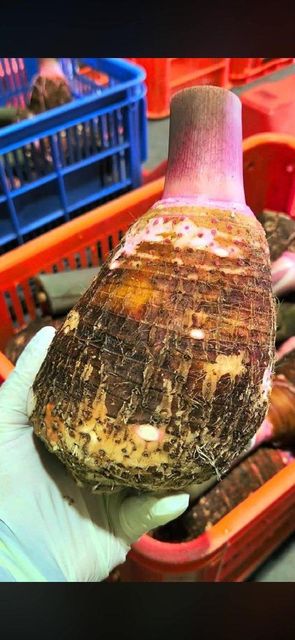 Fresh Tongan Taro Roots - Image 3