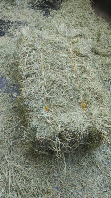 Brazilian Tifton Hay & Pre-Dried Forage – Tifton 85, Tifton 68, Oat & Ryegrass - Image 4