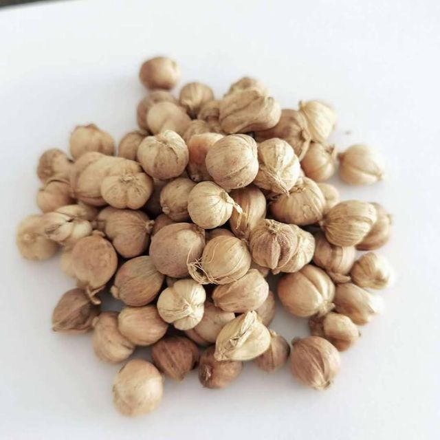 WHITE CARDAMOM Grade AA Shape ROUND Shelf Life 24 Type WHITE CARDMOM Drying Process SUN Germination Rate 98% Max. Moisture (%) 12 - Image 1