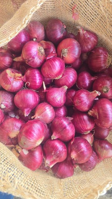 Fresh Onion - Image 2