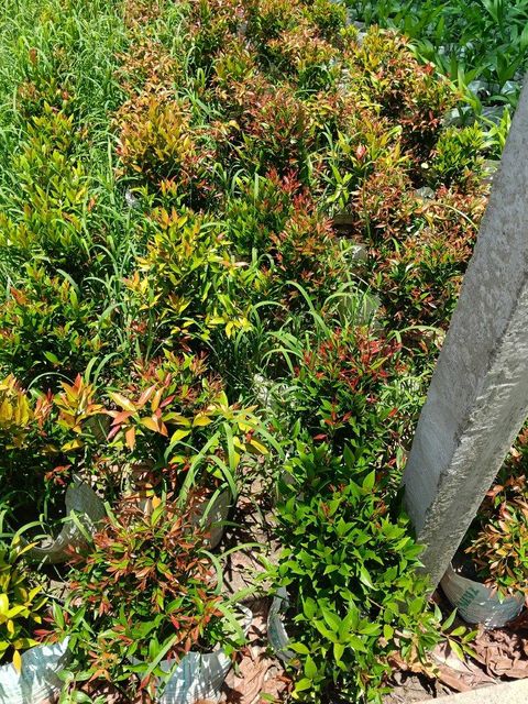 Live nursery plants - Image 5