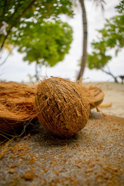 semi husk coconuts - Image 4
