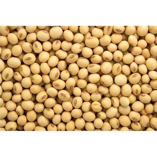Wholesale Quality High Grade Non Gmo Organic Yellow Soybeans Delicious Soybeans Sale by Bulk Supplier - Image 5