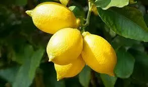 Fresh Algerian Yellow Lemon - Image 4