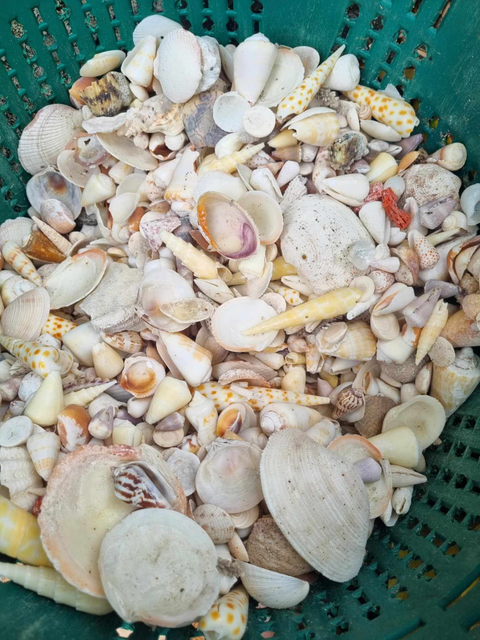 Seashell Mix from Vietnam - for Gifts & Decoration Origin Vietnam Texture Natural Type Bulk Natural Marine Seashells Sourcing Method Sustainably Sourced - Image 4