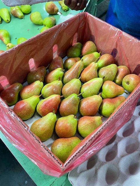 FRESH SOUTH AFRICAN PEARS FOR EXPORT, 100% ORGANIC FRUITS, STRICTLY CLASS 1 EXPORT QUALITY GUARANTEED – product photo 4, product detail gallery