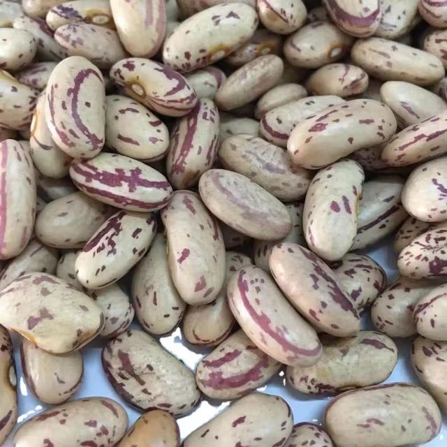 Organic Farm Harvest Pinto Beans Supplied As Dried Legume Product With Secure Packaging - Image 4