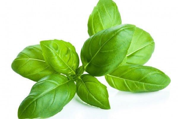 Basil Genovese, year round supply. Highest quality. - Image 3