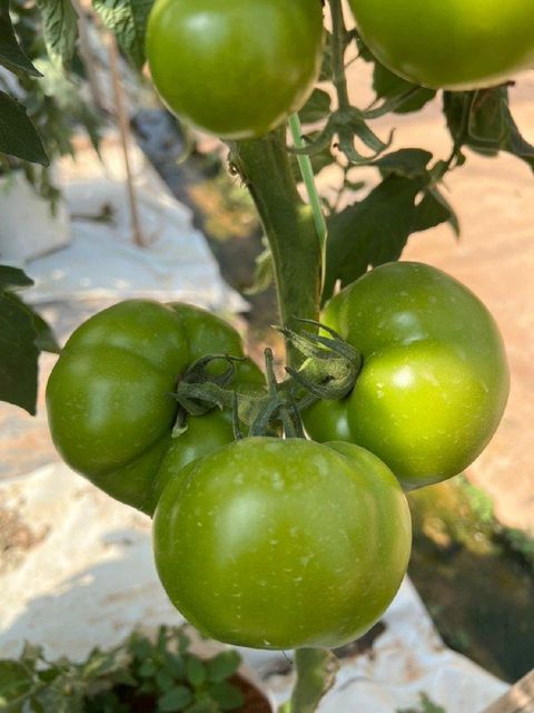 Fresh Tomato Organic Yes Color Vibrant Texture Smooth Freshness Level Fresh Juiciness Naturally Juicy Flavor Profile Sweet-tangy - Image 4