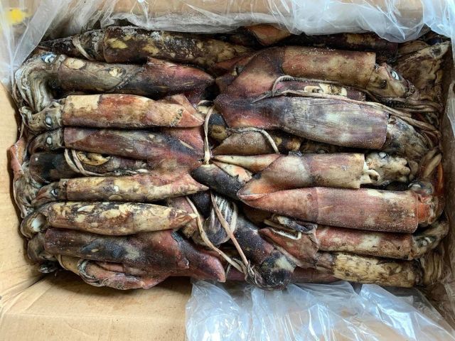 Cheap Frozen Indian Squid China Frozen Squid - Image 5