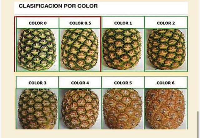 MD2 Golden Pineapple - Image 3