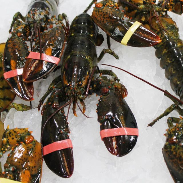 Live American Lobster Fresh Premium Quality Wild Caught Seafood Perfect For Gourmet Dining Family - Image 3