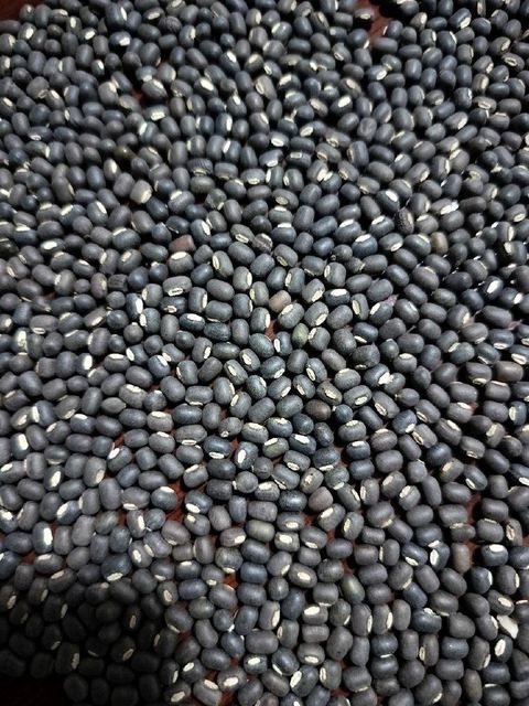 Black Mapte from Myanmar Type SQ & FAQ Packaging 25KG OR 50 KG Processing Type Sortexed Size As per buyer's - Image 2