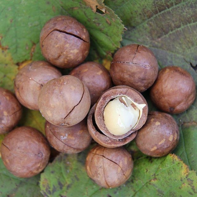 Dried Macadamia Nuts Large Macadamia Kernel Natural Healthy Snacks Rich in Nutrients and Protein - Image 4