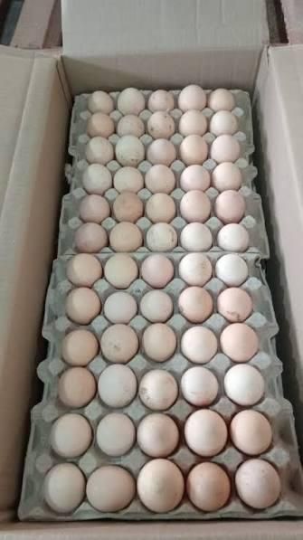 Fertile turkey eggs You can buy fertile turkey hatching eggs from specialty hatcheries and online farms - Image 5