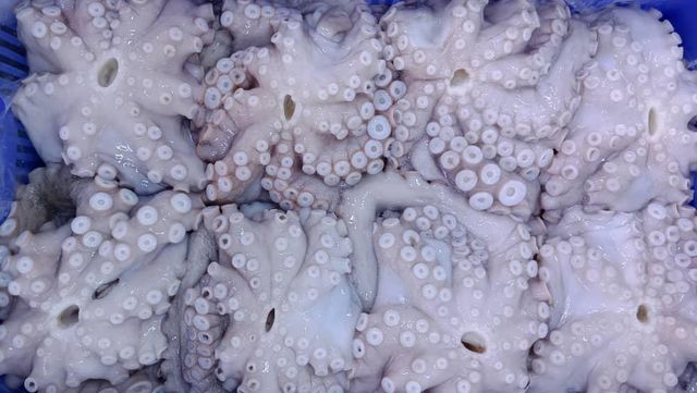 RELIABLE SUPPLY OF PREMIUM QUALITY SEAFOOD COMMON OCTOPUS(OCTOPUS VULGARIS) RICH FLAVOR WHOLE OCTOPUS SEAFROZEN 20KG CARTONS SALE - Image 4