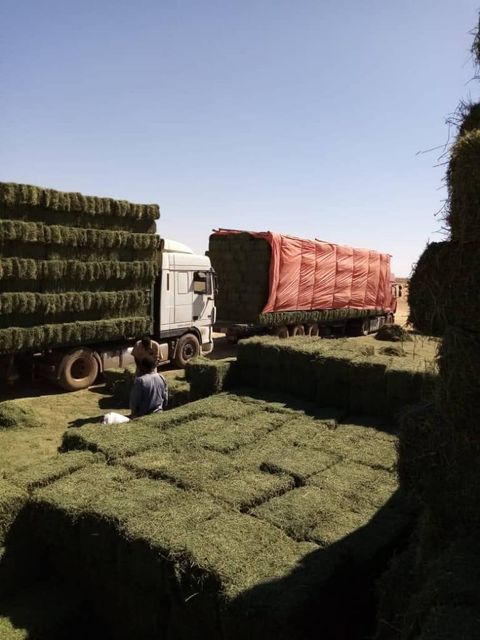 Quality Alfafa Hay for Animal Feeding Stuff Alfalfa - Alfalfa Hay /Alfalfa Hay pellets - Image 1