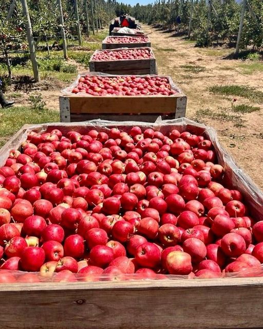 FRESH ROYAL BEAUT APPLES FOR SALE!! CLASS 1 EXPORT QUALITY ROYAL BEAUT APPLES FOR EXPORT – product photo 3, product detail gallery