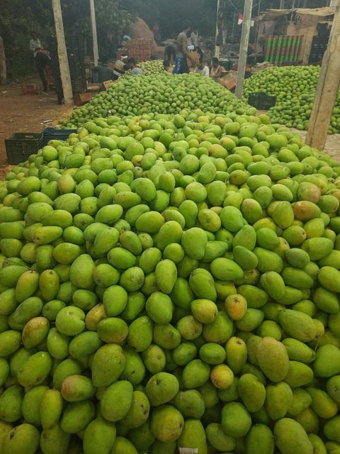 Hot Selling Best Quality Fresh Natural Healthy Mango Fruit Sweet Flavor Available At Wholesale in Reasonable Price - Image 5