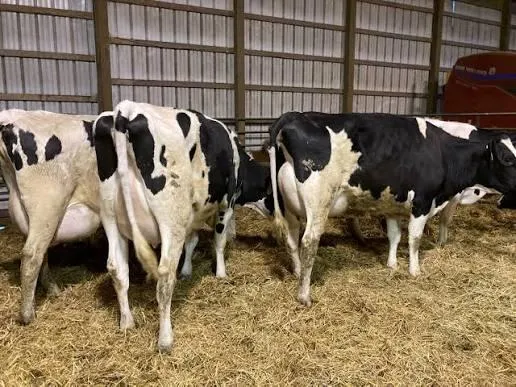 Export Quality Live Holstein Cows Healthy Purebred Dairy Cattle High Milk Yield Suitable for Farms and Agriculture - Image 2