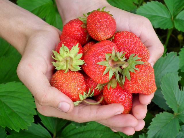 New Crop Top grade Fresh Strawberry - Juicy Sweet Red Strawberry/ Organic Garden Strawberry Fruit from Vietnam ready to export - Image 5