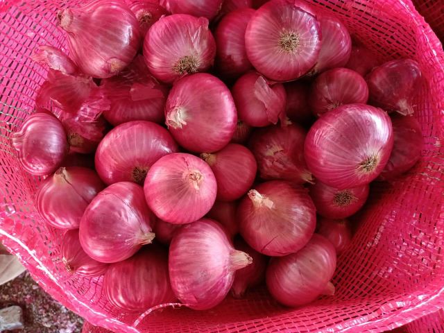 fresh red onion nashik india - Image 1