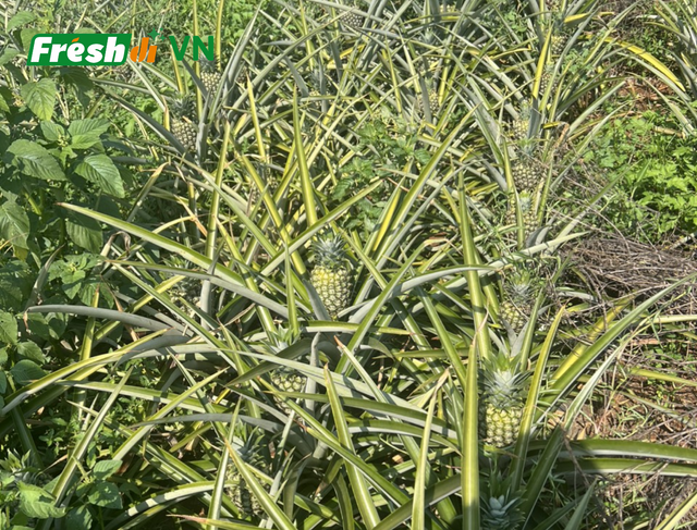 High Quality Fresh Pineapple - Image 3
