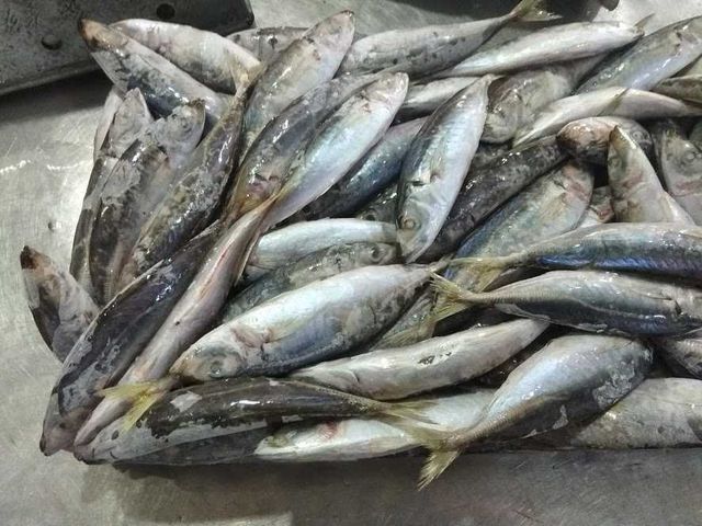 Frozen round scad from factory in bulk to export for wholesales - Image 5