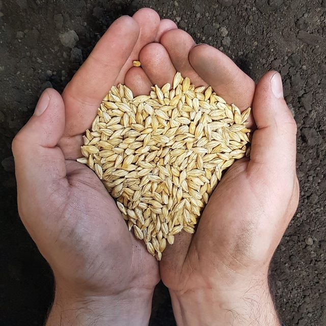 Non GMO Barley For Animal Feed With Barley Content Up To 95% Ensuring Maximum Digestibility And Nutrition - Image 3