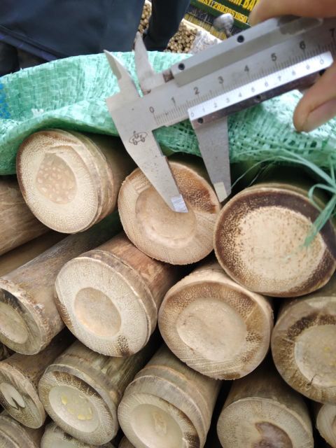 Bamboo Pole Shape Pole Material Bamboo Storage Type Bulk Shelf Life 2 Years Place Of Origin Vietnam Length 3–4 M, 5–6 M, 10 M - Image 3