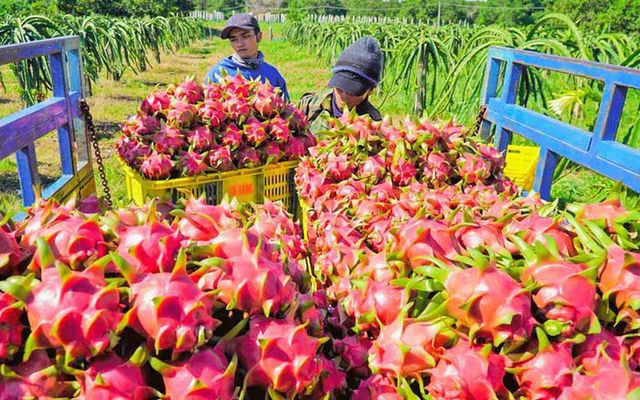 FRIST GRADE - PREMIUM QUALITY DRAGON FRUITS From Vietnam For Export WHATSAP 0084 989 322 607 - Image 5