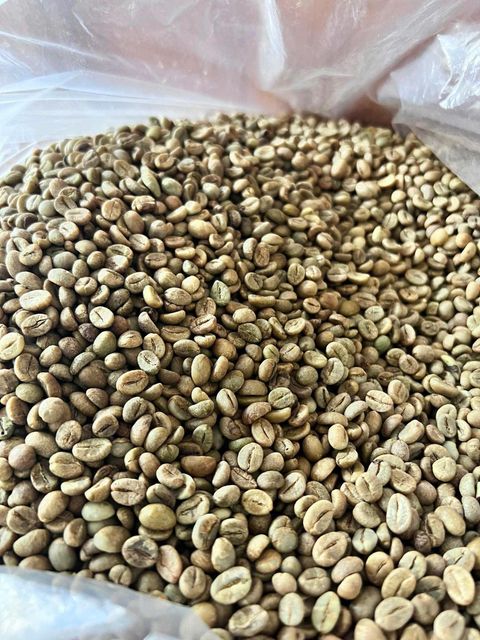 Robusta green beans S16 and S18 sourced directly from trusted farms in the Central Highlands of Vietnam - Image 4