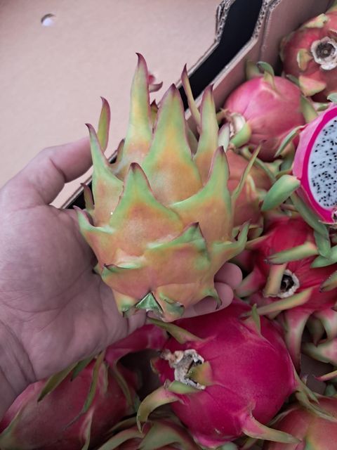 Fresh dragon fruit - Image 4