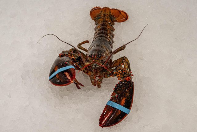 Fresh Live Canadian Lobster Restaurant Grade Seafood Cheap Price Strong Healthy Stock Ready For Fast Delivery - Image 1