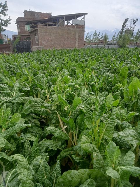 Sugarbeet Packaging HDPE pouch Grade Germination tested Fruit Weight 1.5 To 2 Kg Soil Preference Light Soil Leafy Green Growth Very Good - Image 4