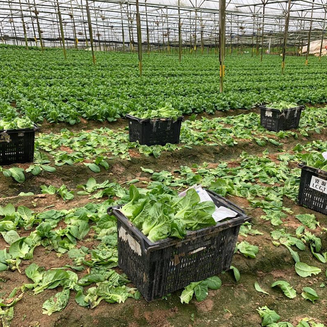 FARM FRESH LETTUCE - Suitable for Salads, Sandwiches, And Culinary - Image 3