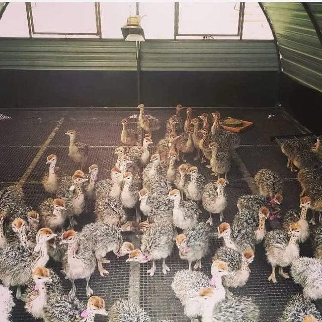 Ostrich Eggs Premium Agriculture Products please whatsap +255787979235 - Image 4