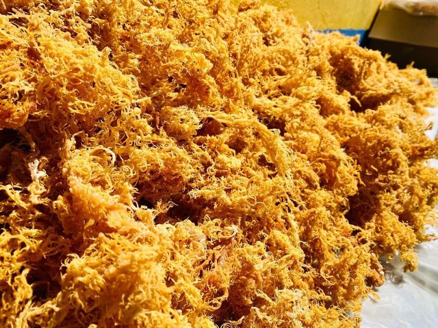 Premium Gold Sea Moss (<12% Moisture) - Image 1
