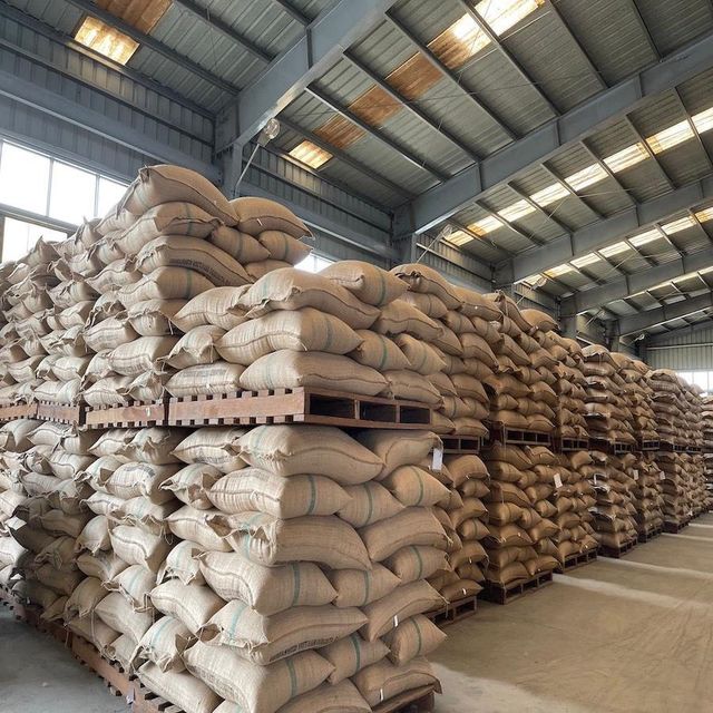 PREMIUM UNROASTED GREEN ARABICA COLUMBIAN COFFEE BEANS 25Kg,60Kg BAGS ON SALE/RICH AROMATIC PROFILE WASHED GREEN ARABICA COFFEE BEANS EU SUPPLY - Image 3