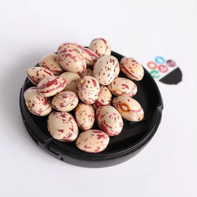 Cleaned Graded Premium Grade Non-GMO Dried Pinto Beans Bulk/Vacuum Pack for Consistent Size Quality Newest Year Crop - Image 3