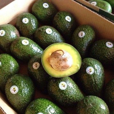 Fresh Avocado / Hass Avocado/Fuerte Avocado Fruit - Image 4