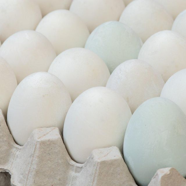 Premium White Shell Fresh Table Eggs Processed With Care For Export Supply And Overseas Food Buyer - Image 1