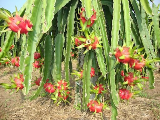 Fresh Dragon Fruit, Fresh Fruit (Thanh Long Vietnam) The Best Fresh Quality- WHATSAP 0084 989 322 607 – product photo 4, product detail gallery