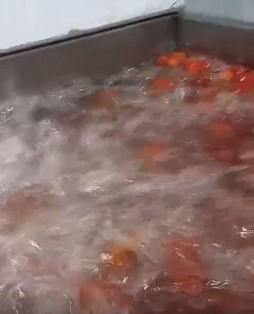 Fruits and Vegetable Pulper Machines Pulp Yield High-yield Manufacturer SS Steel Quality Standard Export-quality Processing Type Fruits and Vegetable - Image 3