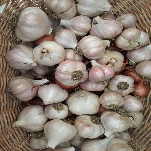 Farm Fresh Garlic Naturally Grown Premium Export Quality Healthy Vegetable for Grocery Chains Restaurants - Image 3