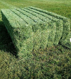 Wholesale Timothy Hay / Alfalfa Baled For Export.Alfalfa Hay , Timothy Hay - Buy Alfalfa Hey and Timothy Hay - Image 3