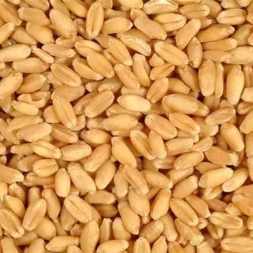 High Quality Wheat Best Market Price Wheat Grain in Bulk 100% Pure Dried Style Quality Indian Wheat Seeds - Image 4