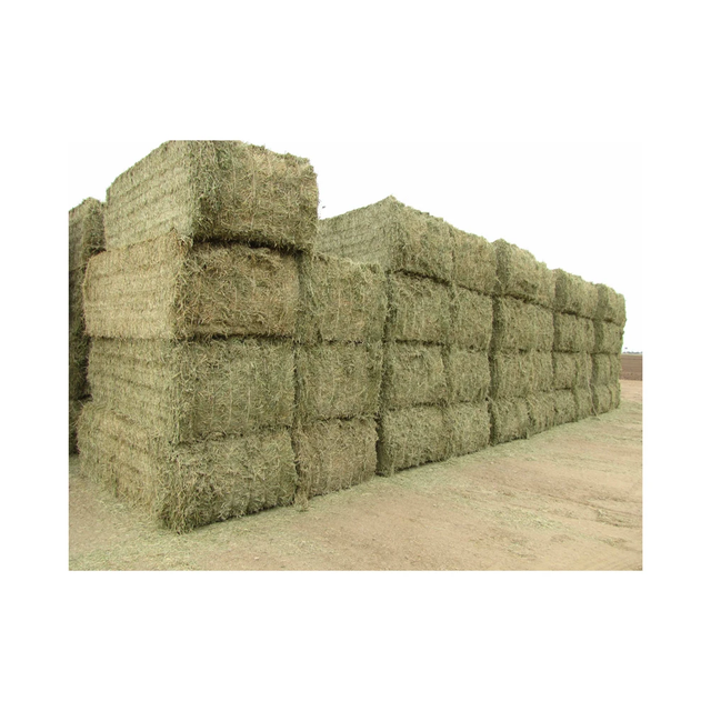 Wholesale Alfalfa Hay Feed at Unbeatable Prices Elevate Health with Premium Pakistani Alfalfa Hay Best Exporter - Image 1