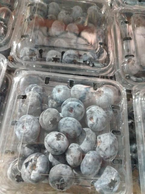 Blueberries - Image 3